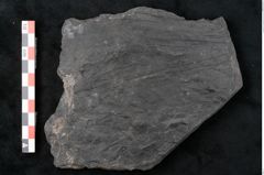 Foto (Detailansicht) von Noeggerathia palmaeformis Goeppert (NHMW-GEO-2024-0188-10742)